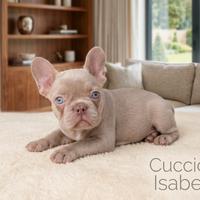 Cuccioli di Bulldog Francese colore Isabella
