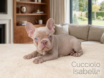Cuccioli di Bulldog Francese colore Isabella