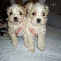 Yorkshire terrier ''goldust''