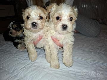 Yorkshire terrier ''goldust''