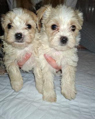 Yorkshire terrier ''goldust''
