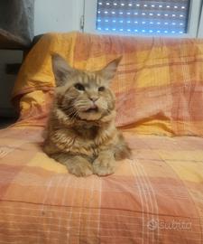 Maine coon
