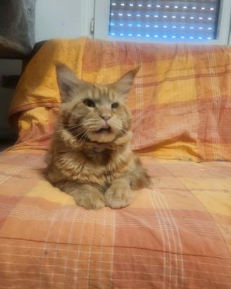 Maine coon