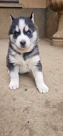 Siberian husky