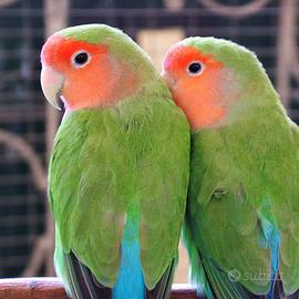 Inseparabili