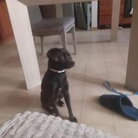 Meticcio taglia piccola