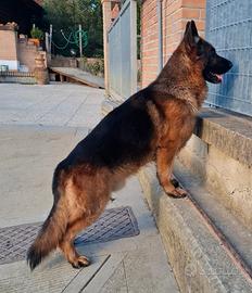 Pastore Tedesco maschio