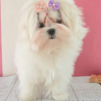 Cucciolo Maltese Coreano