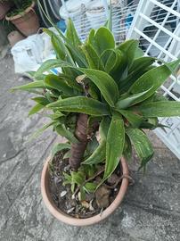pianta carciofa 