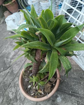 pianta carciofa 