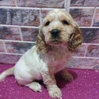 Cocker spaniel inglese