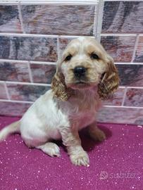 Cocker spaniel inglese