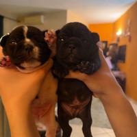 Cucciolo di bulldog francese