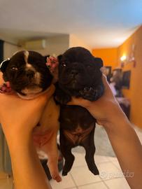 Cucciolo di bulldog francese