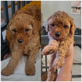cuccioli barboncino 