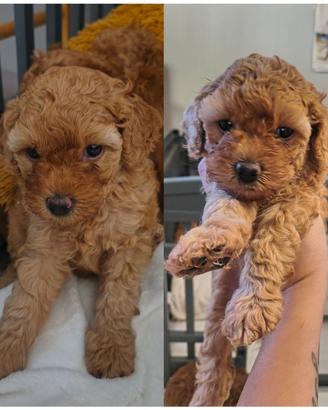 cuccioli barboncino 