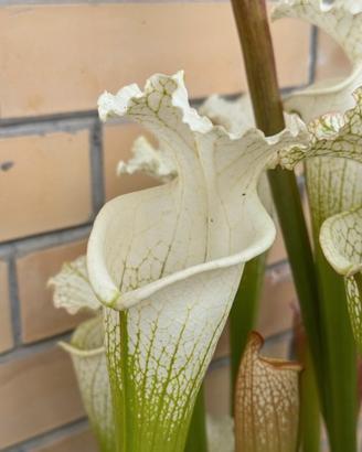 Sarracenia L34A MS Pianta Carnivora
