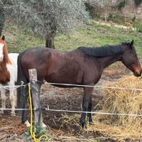 Cavallo bravo da sella