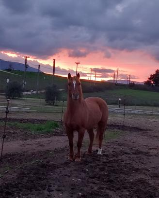 Cavalla
