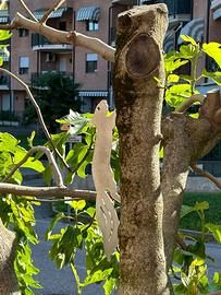 SCOIATTOLO CORTEN arredo giardino fioriere terrazz