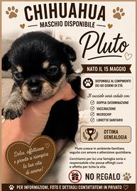 Chihuahua maschio