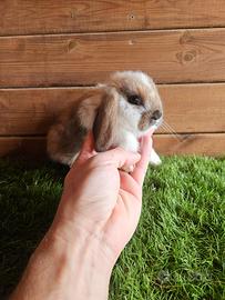 Minilop madagascar pezzato - blu