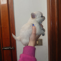 Cuccioli di chihuahua occhi chiari