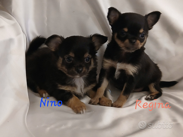 Cuccioli di Chihuahua