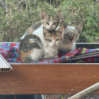 Gattini