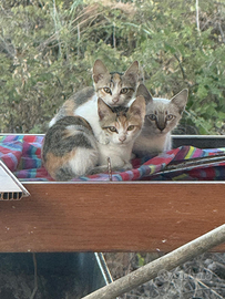 Gattini
