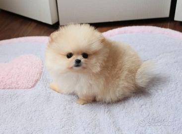 VOLPINI & VOLPINO SPITZ di POMERANIA toy