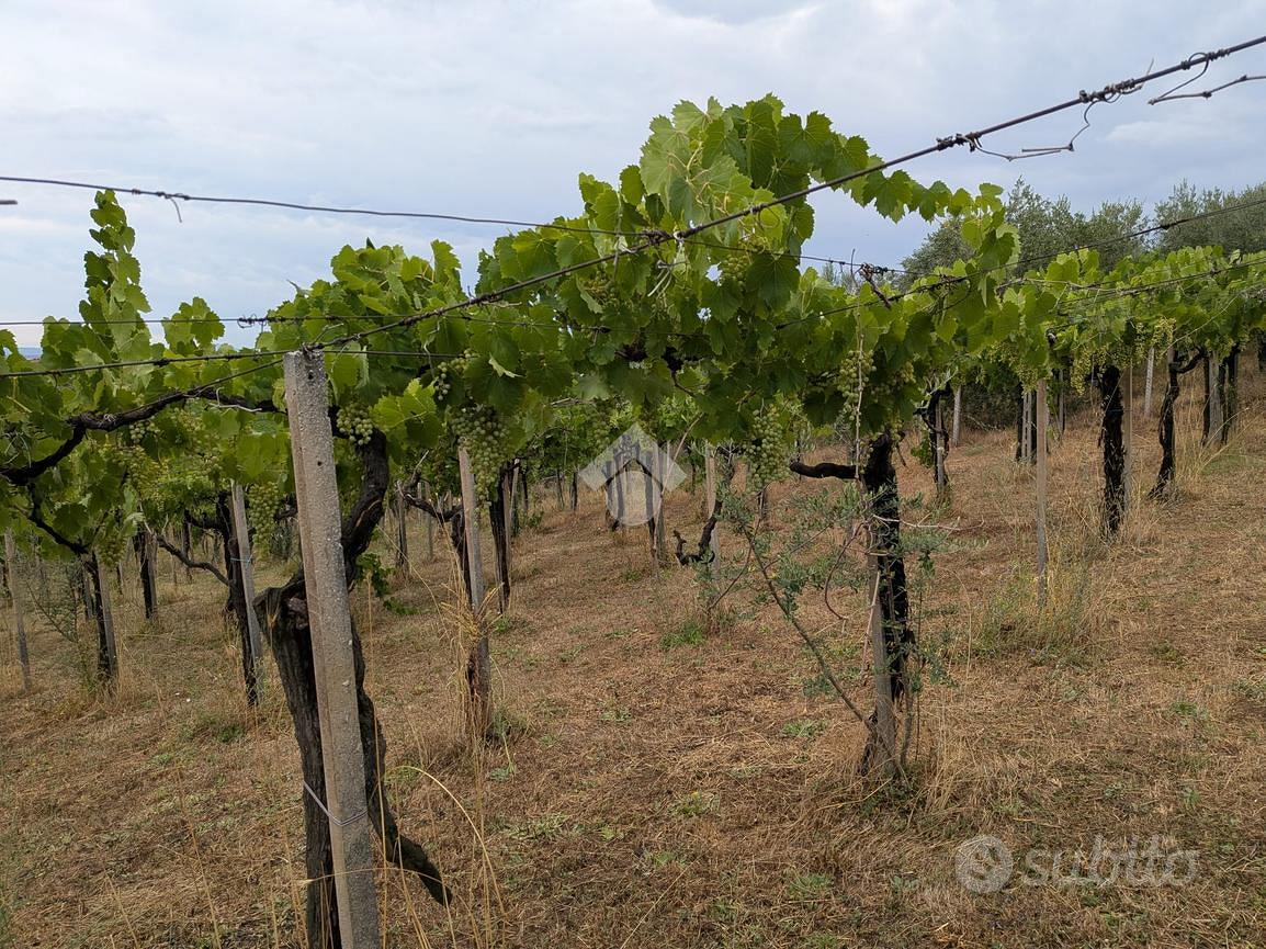 TER. AGRICOLO A FRASCATI - Vista 3