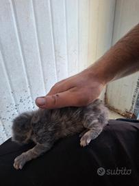 Cuccioli di gatto