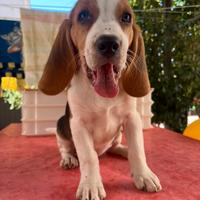 Cucciolo di Beagle