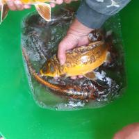 Koi big