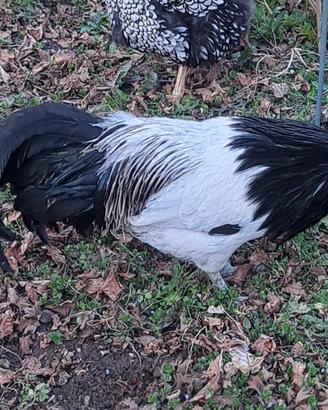 Gallo razza Lakenfelder