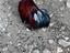 Immagine 3