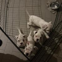 Cuccioli di Boxer con Pedigree ENCI