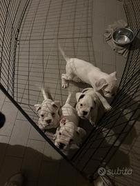 Cuccioli di Boxer con Pedigree ENCI