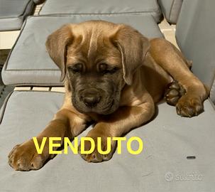 Cuccioli Cane Corso pedigree