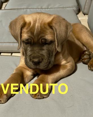 Cuccioli Cane Corso pedigree
