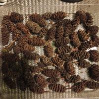 Pigne ontano acquario