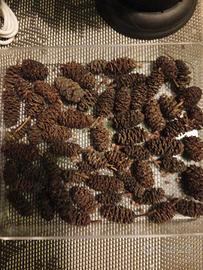 Pigne ontano acquario