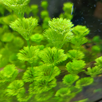 Limnophila sessiliflora