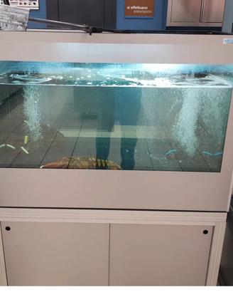 Acquario