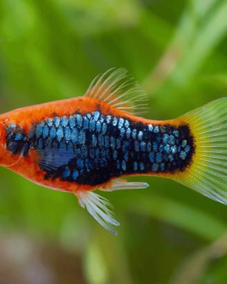 Pesci acquario