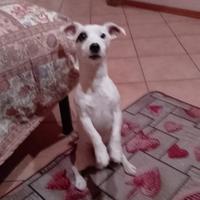 Jack Russell terrier