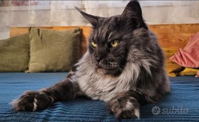 Maine Coon