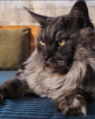 Maine Coon