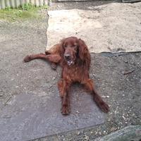 Setter irlandese